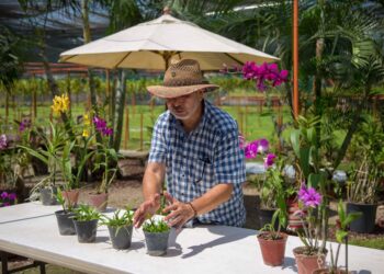 INVITAN A RECIBIR EQUINOCCIO DE PRIMAVERA ENTRE ORQUIDEAS