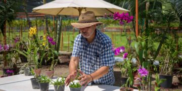 INVITAN A RECIBIR EQUINOCCIO DE PRIMAVERA ENTRE ORQUIDEAS