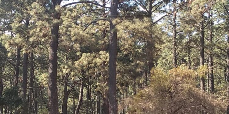 CONTINÚAN LOS TRABAJOS DE ORDENAMIENTO ECOLÓGICO Y TERRITORIAL DE TAPALPA