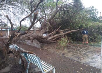 Primera lluvia deja dos árboles caídos, cables tirados y un choque en Cuauhtémoc.