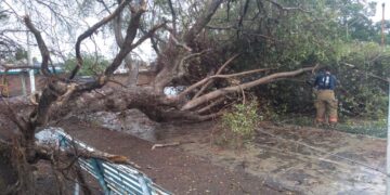 Primera lluvia deja dos árboles caídos, cables tirados y un choque en Cuauhtémoc.