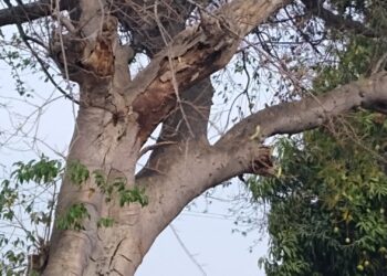 Vecinos exigen revisión de árboles en mal estado en venida Pablo Silva García