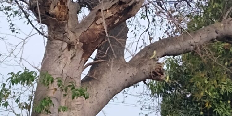 Vecinos exigen revisión de árboles en mal estado en venida Pablo Silva García