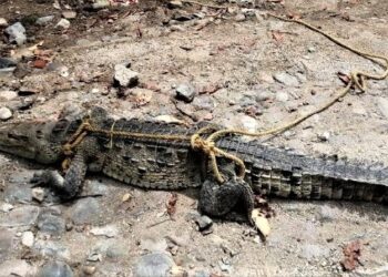 APARECE COCODRILO EN LA PLAYA VIDA DEL MAR, EN MANZANILLO; SE LOGRÓ SU CAPTURA Y SERÁ REUBICADO