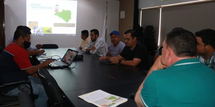 SE PREPARAN PARA COMBATIR LA MOSCA DEL MEDITERRÁNEO