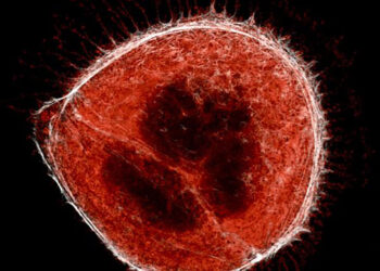 EN LATINOAMÉRICA DETECTAN NUEVA VARIANTE DE SARS COV 2; SE LLAMA “LAMBDA”
