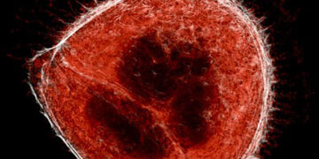 EN LATINOAMÉRICA DETECTAN NUEVA VARIANTE DE SARS COV 2; SE LLAMA “LAMBDA”