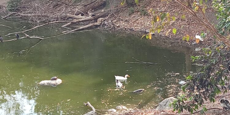DEMANDAN VECINOS DE VILLAS DE ORO MÁS ATENCIÓN AL TOPOCHARCO