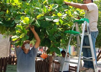 SENASICA IMPLEMENTA EL “CASA POR CASA” PARA ERRADICAR LA MOSCA DEL MEDITERRANEO