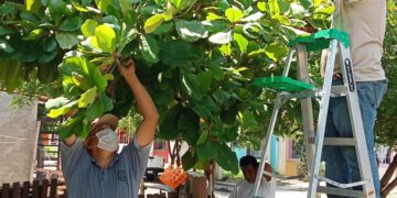 SENASICA IMPLEMENTA EL “CASA POR CASA” PARA ERRADICAR LA MOSCA DEL MEDITERRANEO