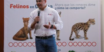PEÑA COLORADA IMPULSA EL MONITOREO DE FELINOS PARA PROTEGER LA BIODIVERSIDAD