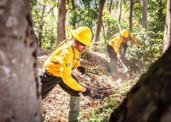 BRIGADISTAS DE PEÑA COLORADA Y CONAFOR LOGRAN CONTROLAR INCENDIO EN CANOAS – MANANTLÁN